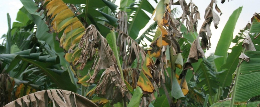 If a farmer suspects their banana and/or plantain crop has TR4 disease, they can contact the Banana Board at 1(876) 922-5490 or at 1 (876) 922-4327.