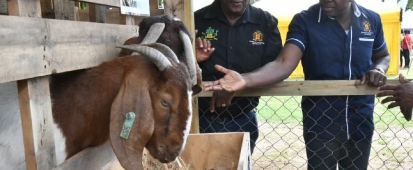Minister of Agriculture and Fisheries, Hon. Pearnel Charles Jr., (right), and Minister of State in the Ministry, Hon. Franklin Witter, examine goats while touring a farmers market at the Ministry, in Kingston, on Friday (March 31). The market formed part of activities staged for the launch of Farmers’ Month, being observed throughout April.