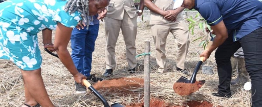 Minister of Agriculture, Fisheries and Mining, Hon. Floyd Green (right) and Principal of Newell High School, Audrey Ellington, prepare to plant a mango tree as part of the expanded National School garden Programme, which was launched during a World Food Day ceremony at the institution in St. Elizabeth on Thursday (October 19).