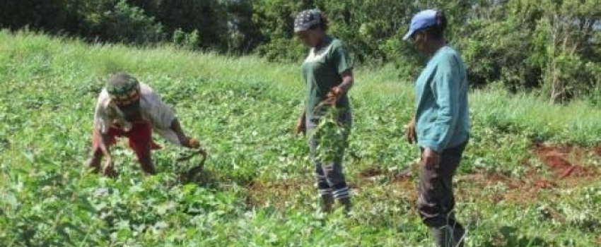Farmers examining crops under cultivation