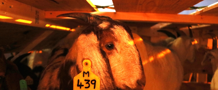 One of the 50 purebred goats that arrived at the Norman Manley International Airport on Monday, March 27, 2023. 