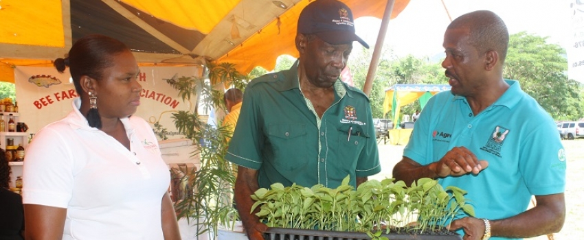 Parish Agricultural Manager Nathan Samuels discusses Scotch bonnet ...