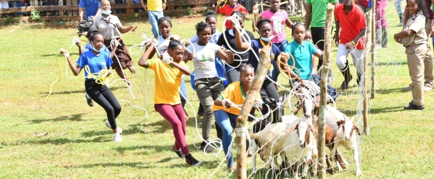 Students participating in the exciting goat scramble during the Minard Livestock Show and Beef Festival at Minard Estate in Brown's Town, St. Ann, last year.