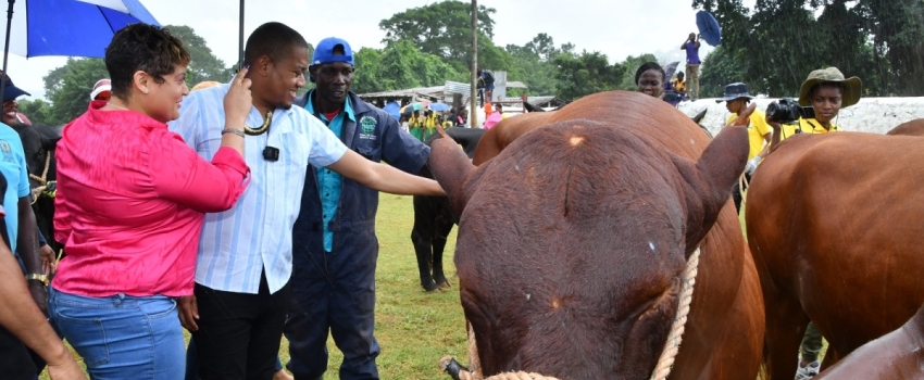 Minister of Agriculture, Fisheries and Mining, Hon. Floyd Green (centre) examines a Jamaica Red Poll during the 22nd staging of the Minard Livestock Show and Beef Festival at the Minard Estate in Brown's Town, St. Ann on Thursday (November 10). He is joined by Member of Parliament for St. Ann North Western, Krystal Lee (left) and cattle herder at Minard Estate, Raphel Williams. 
