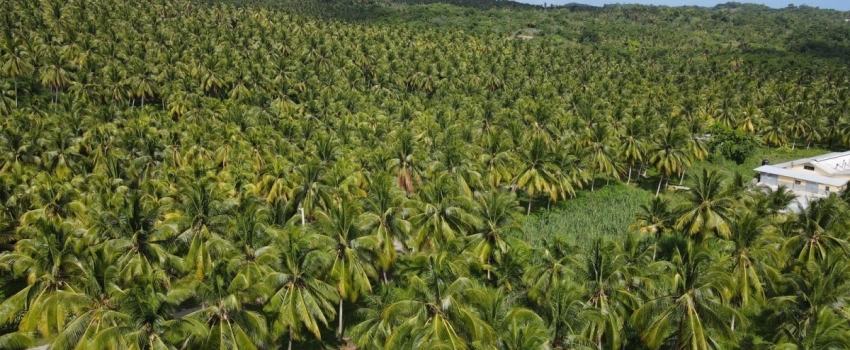 An aerial shot of the Michael Black coconut farm in St. Thomas