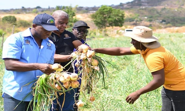 Minister of Agriculture and Fisheries, Hon. Pearnel Charles Jr. (left), and State Minister, Hon. Franklin Witter (second left), receive onions from farmer, Kenroy Kellyman, during a tour of St. Thomas onion farms on Thursday (February 16). With them is Acting Chief Executive Officer, Rural Agricultural Development Authority (RADA,) Winston Simpson.