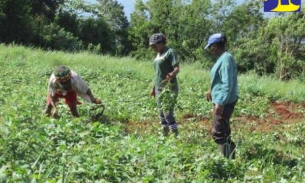 Farmers examining crops under cultivation