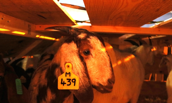 One of the 50 purebred goats that arrived at the Norman Manley International Airport on Monday, March 27, 2023. 