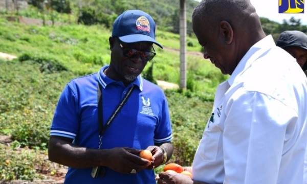 Minister of State in the Ministry of Agriculture, Fisheries and Mining , Hon. Franklin Witter (right) and Acting Chief Executive Officer of the Rural Agricultural Development Authority (RADA), Winston Simpson, examine tomatoes at the Gayle Town Farm in Ballards Valley, St. Elizabeth. Occasion was a tour of farms and farm roads that were damaged by the recent heavy rainfall on Friday ( June 16).