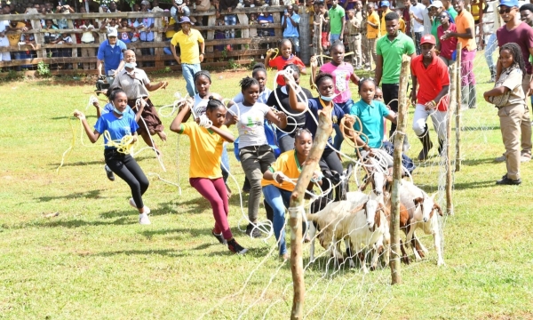Students participating in the exciting goat scramble during the Minard Livestock Show and Beef Festival at Minard Estate in Brown's Town, St. Ann, last year.