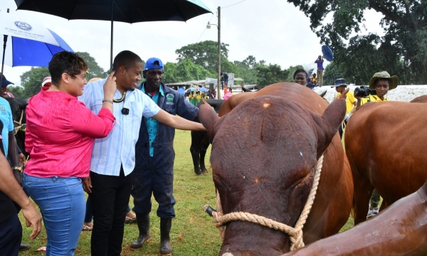 Minister of Agriculture, Fisheries and Mining, Hon. Floyd Green (centre) examines a Jamaica Red Poll during the 22nd staging of the Minard Livestock Show and Beef Festival at the Minard Estate in Brown's Town, St. Ann on Thursday (November 10). He is joined by Member of Parliament for St. Ann North Western, Krystal Lee (left) and cattle herder at Minard Estate, Raphel Williams. 