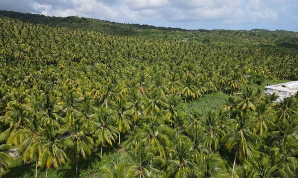 An aerial shot of the Michael Black coconut farm in St. Thomas