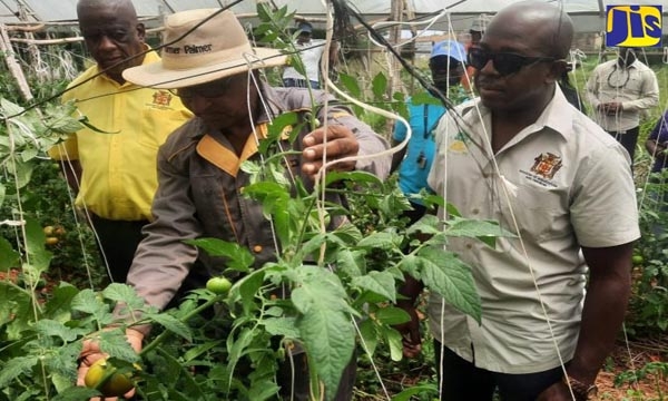Minister of Agriculture and Fisheries, Hon. Pearnel Charles Jr. (right) and Minister of State in the Ministry, Hon Franklin Witter (left), listen keenly as farmer and owner of Kingsley Palmer Enterprises in Malvern, St. Elizabeth, Kingsley Palmer, talks about the preservation of his tomato plants, despite the drought. Occasion was a tour of farms in the parish by the Minister, on Wednesday (March 15).