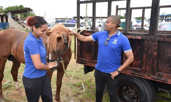 Minister of Agriculture, Fisheries and Mining, Hon. Floyd Green, examines Quiet Storm, a chestnut stallion owned by Dr. Arielle Foote (left), daughter of Westmoreland Veterinarian, Dr. Dingle Foote, during the Westmoreland Agricultural Show 2023, at Manning’s School in Savanna-la-Mar, Westmoreland, on May 28.