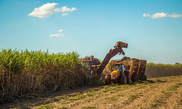 Sugarcane being harvested