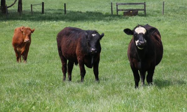 Cattle enjoying pasture