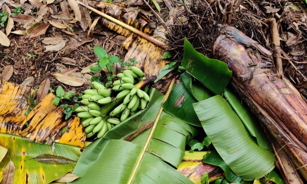Natural disasters cause bananas to fall, damaging orchard produce.