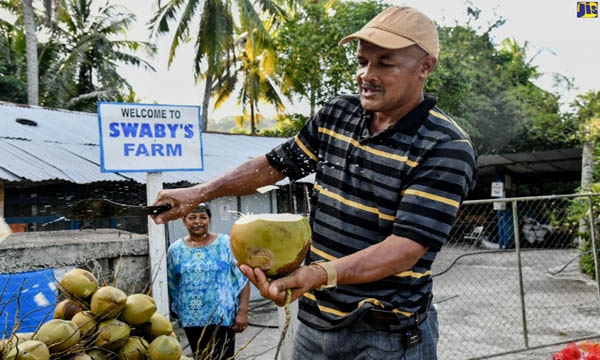 World’s Best Innovative Coconut Farmer, Michael Swaby, chops a coconut on his 38-acre farm in Crescent, St. Mary, while wife Primrose Swaby, looks on.